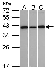 IHC-plus™ VTA1 Antibody (aa1-276)