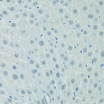 C/EBP Alpha / CEBPA Antibody