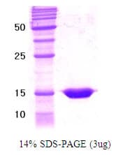 Human RXTA / RXR-Alpha Protein (Recombinant)