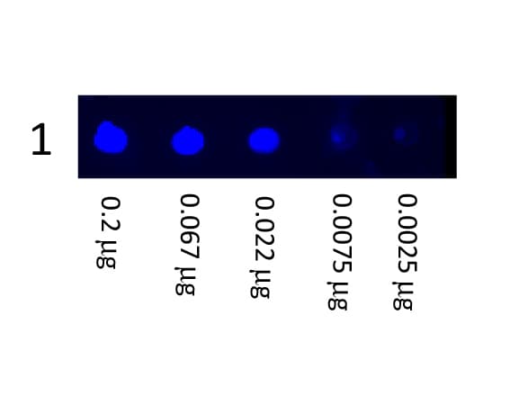 Polyclonal Goat Anti-Mouse IgG Secondary Antibody (FITC, IHC, IF, WB)