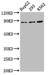 CDH7 / Cadherin 7 Antibody