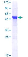 Human NUDCD3 Protein (Recombinant GST)