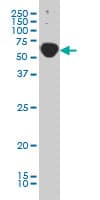 IHC-plus™ TRAF3IP2 / ACT1 Antibody (clone 4A3)