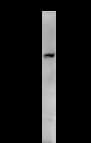 BTAF1 / TAF-172 Antibody (clone BTA3D61)