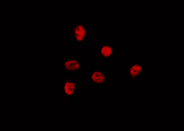 CHD5 Antibody