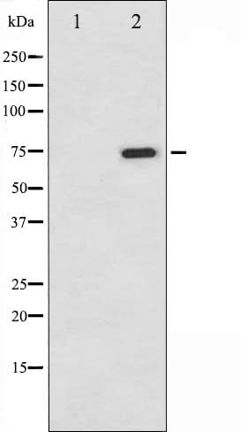 Polyclonal Rabbit anti-Human RAF1 / RAF Antibody (phospho-Ser259, IHC, IF, WB)