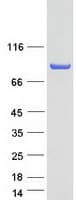 Human GGA3 Protein (Recombinant Myc-DDK (Flag))
