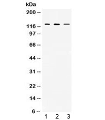 CIITA Antibody