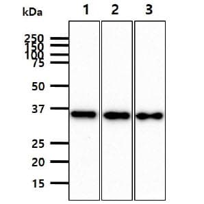 JAM2 Antibody (clone AT21D7)