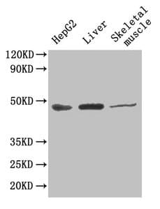 IHC-plus™ Aspartate Aminotransferase Antibody