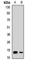 Leptin Antibody
