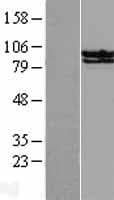 Human STAT6 Protein (Over-Expression Lysate Myc-DDK (Flag))