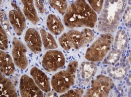 DDT / Dopamine Tautomerase Antibody (clone OTI3A1)