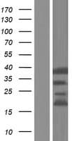 Human C6orf47 / G4 Protein (Over-Expression Lysate Myc-DDK (Flag))