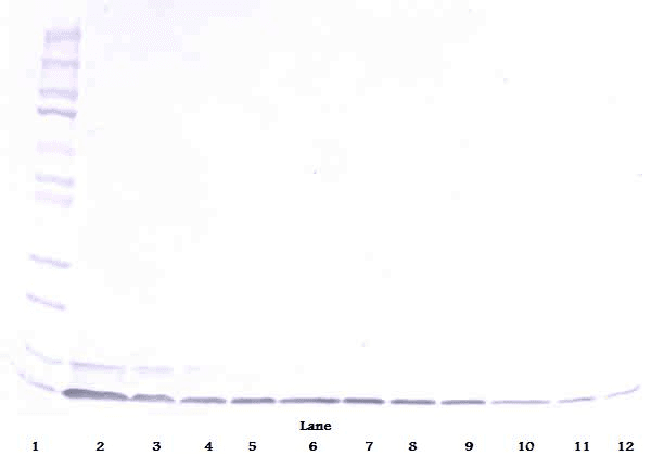 DEFB1 / BD-1 Antibody (Biotin)