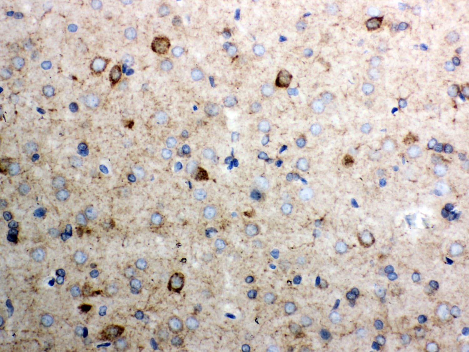Polyclonal Rabbit anti-Human CYCS / Cytochrome c Antibody (aa2-105, IHC, WB)