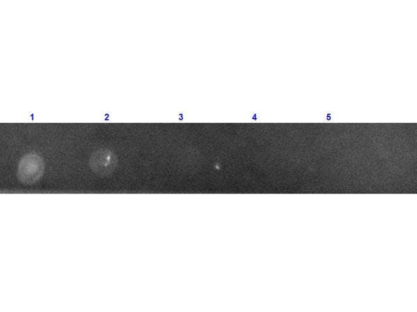 GFP Antibody (clone 9F9.F9, TR)
