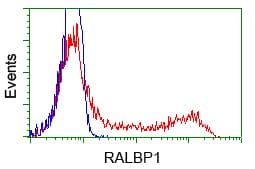 RIP1 / RALBP1 Antibody (clone OTI6C6)
