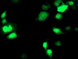NUDEL / NDEL1 Antibody (clone OTI5C2, Carrier-free)