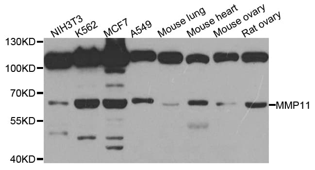 MMP11 Antibody