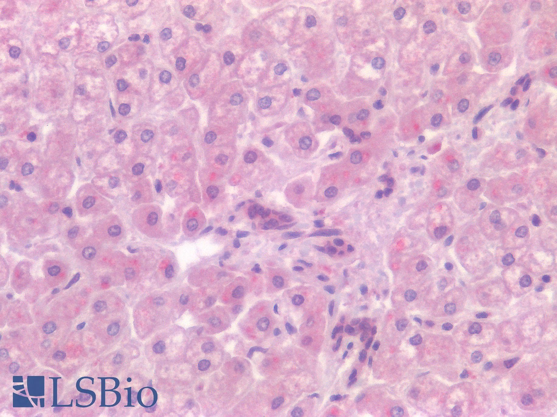 IHC-plus™ CD4 Antibody (Extracellular Domain)
