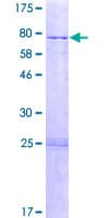 Human ZNF529 Protein (Recombinant GST)