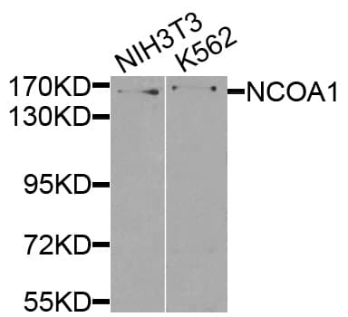 NCOA1 / SRC-1 Antibody