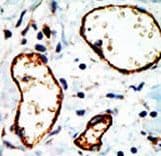 N-CoR / NCOR1 Antibody (aa16-47)