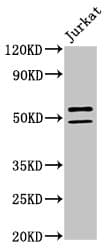 NOVA1 Antibody