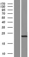 C1orf84 Protein (Over-Expression Lysate Myc-DDK (Flag))