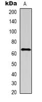 IL16 Antibody (N-Terminus)