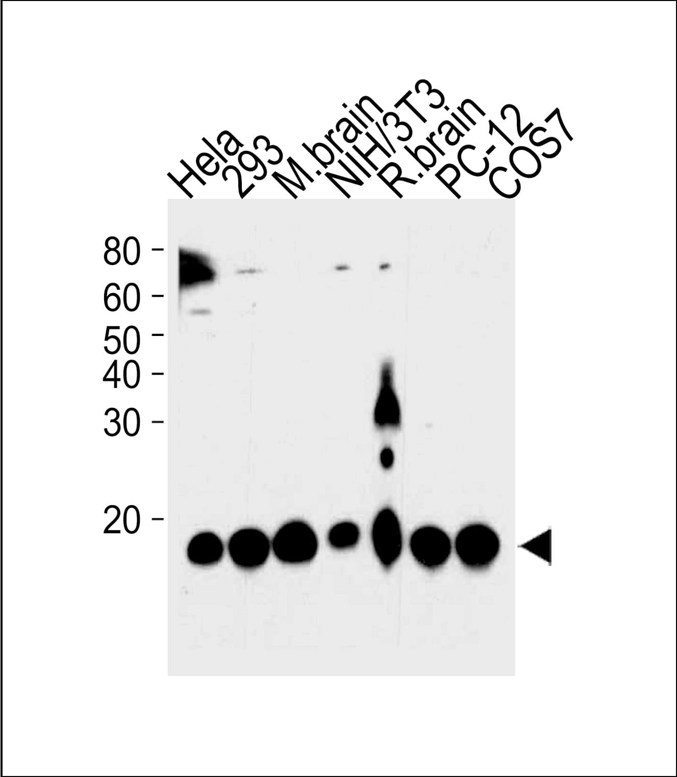 PIN1 Antibody (clone 855CT1.7.5)
