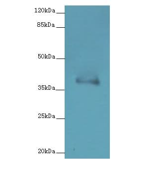 FPR2 / FPRL1 Antibody