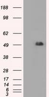 CD4 Antibody (clone OTI6E10)