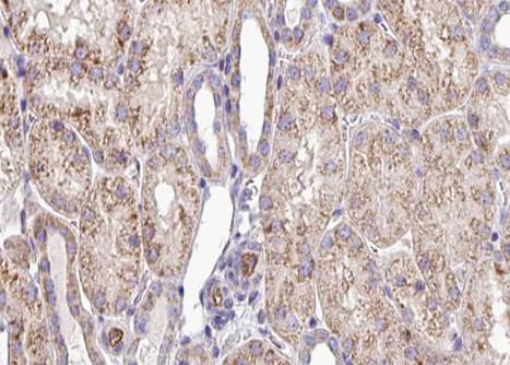 SQRDL Antibody