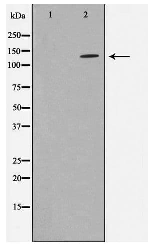 STARD13 Antibody