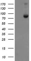 IHC-plus™ SKIL / SNO / SnoN Antibody (clone 2F6)