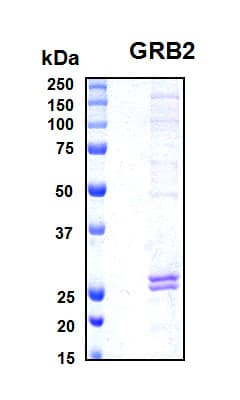 Human GRB2 Protein (Recombinant 6His, N-terminus)