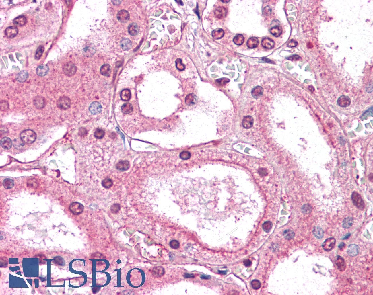 IHC-plus™ GM2A Antibody (N-Terminus)