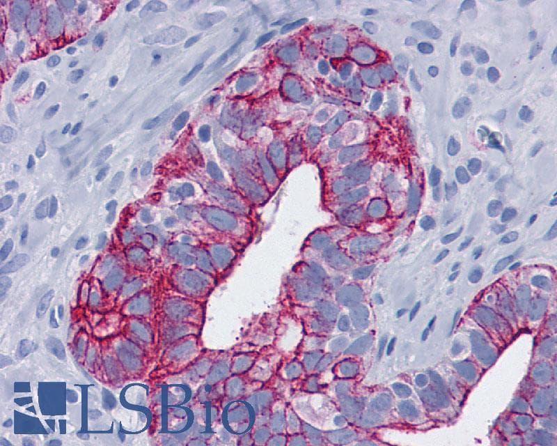 PathPlus™ Polyclonal Rabbit anti-Human GPBAR1 / TGR5 Antibody (C-Terminus, IHC)