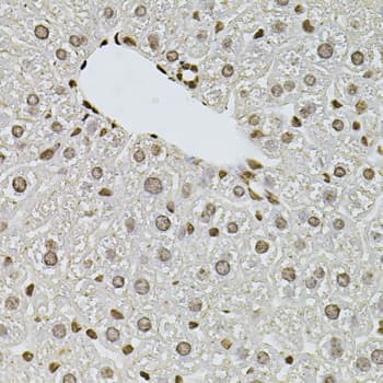 FGF2 / Basic FGF Antibody