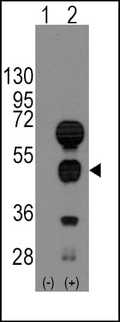 GATA4 Antibody (aa298-328)