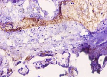 Leptin Antibody