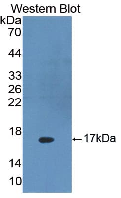 DKK4 Antibody (aa107-212, Biotin)