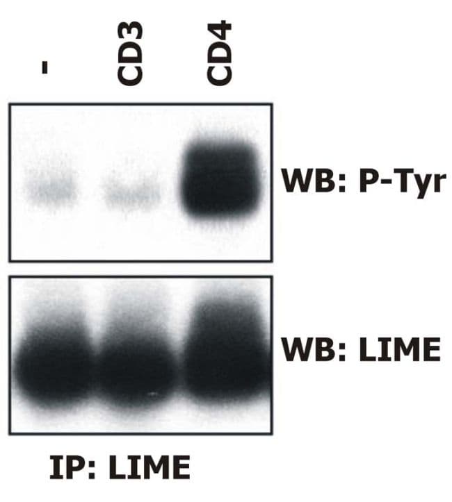 Monoclonal Mouse anti-Human LIME1 / LIME Antibody (clone LIME-06)