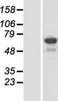 CCDC55 Protein (Over-Expression Lysate Myc-DDK (Flag))