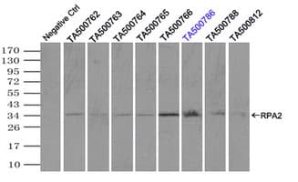 RPA2 / RFA2 / RPA34 Antibody (clone OTI7C12)