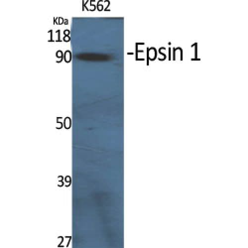 Polyclonal Rabbit anti-Human Epsin 1 / EPN1 Antibody (140-220 aa, Internal, WB)