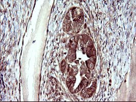UPRT Antibody (clone OTI3A3, Carrier-free)