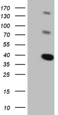 LIME1 / LIME Antibody (aa30-295, clone OTI3B10, Carrier-free)